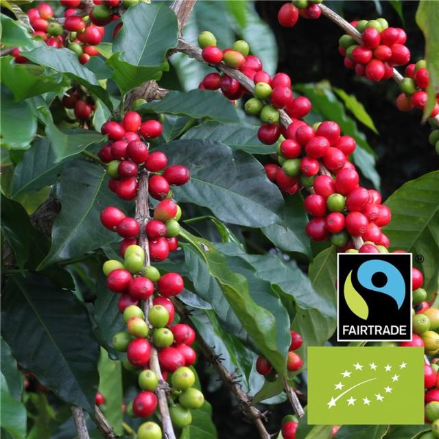 Mountain Økologisk Fairtrade Dark Roast KRAV Hele Bønner