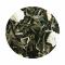 White flower te